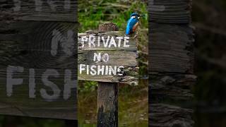 Capturing the perfect image of the Kingfisher on the sign The Results [upl. by Assila523]