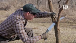 Ask An Arborist What are the Rules of Pruning [upl. by Henni]