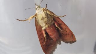 The notorious Teak defoliator Moth [upl. by Walter]