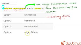 Polytene chromosomes are also known as [upl. by Gar]