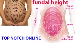 what is fundal height [upl. by Yanehs855]