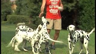 The Dalmatian  Pet Dog Documentary English [upl. by Nerraw175]