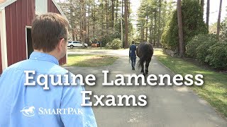 Equine Lameness Exams [upl. by Earle912]