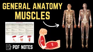 General Anatomy  Muscles  📝For PDF Notes Check Description Box👇 [upl. by Enovaj]