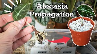 Grow alocasia from corms bulbs  ALOCASIA PROPAGATION [upl. by La]