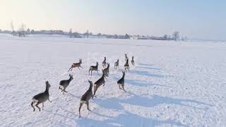 Caprioli che corrono nella neve 🦌❄️ [upl. by Bradshaw]