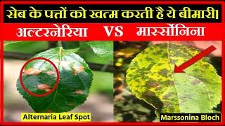 How to Control Apple Alternaria and Marssonina Leaf Spot [upl. by Bala465]