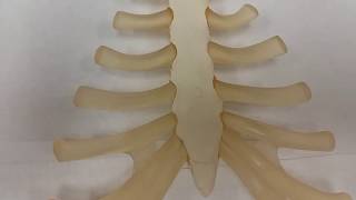 Sternum Basic [upl. by Anilave785]