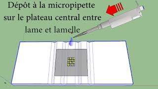 Tuto Lame de Malassez mini aquarium pour suspension cellulaire SVT Hervé Kempf lycée de lElorn [upl. by Aneerol]