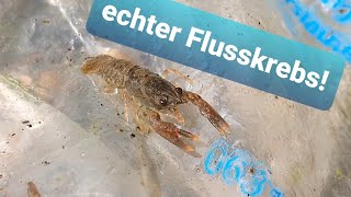 Ich habe einen Teichkrebs  Flusskrebs im Gartenteich gefunden [upl. by Ecinert]