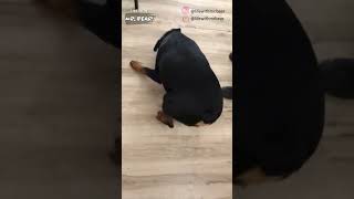 ROTTWEILER VS TOY CAR [upl. by Ahtela]