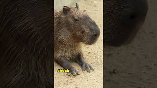 5 Chill Facts About Capybaras [upl. by Na]