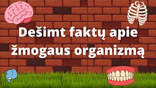 Dešimt faktų apie žmogaus organizmą🧠  Edukaciniai filmukai vaikams🐘 [upl. by Namreh]