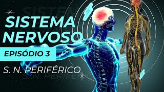 Tudo sobre Sistema Nervoso Episódio 3 SNP Sistema Nervoso Periférico [upl. by Vadnee]