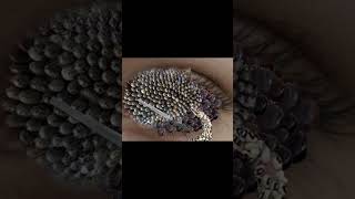 ASMR dog ticks removed from eye part 1 asmranimation shorts [upl. by Enileqcaj498]