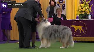 Collies Rough  Breed Judging 2020 [upl. by Erdnassak]