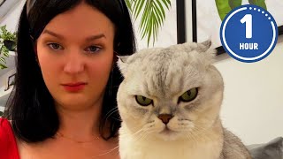 😹 FUNNIEST Cats Ever  Hilarious Cat Videos [upl. by Nytsirt149]