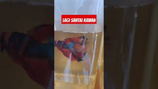 Memelihara ikan cupang sangat berdampak pada kesehatan mental  ikancupang bettafish shortvideo [upl. by Croft150]