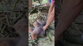 Bamboo rat feeding process [upl. by Eceinwahs562]