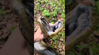 I caught a giant anaconda snakeanacondayoutubeviralwildlifeeducationalcrocodile [upl. by Lebiram]