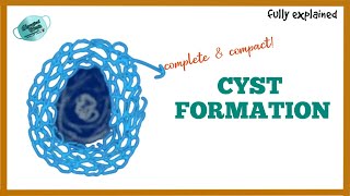 FORMATION OF CYST  PATHOGENESIS OF CYST [upl. by Enelaj30]