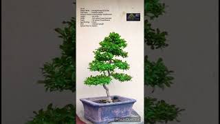 SN53 bonsai pruning wiring Carmona RetusaFukien TeaBoxwood shorts [upl. by Gerta]