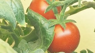 Grow A Tomato Plant Indoors  Easy HowTo Tutorial [upl. by Mirisola]