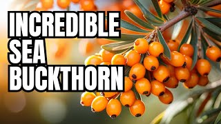 quotThe Incredible Health Benefits of Sea Buckthorn Supercharge Your Dietquot [upl. by Elleiad986]