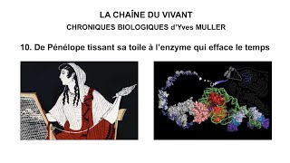 10 De Pénélope tissant sa toile à l’enzyme qui efface le temps [upl. by Trygve]