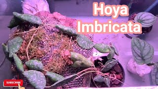 Hoya Imbricata Set upRubys plants [upl. by Trub]