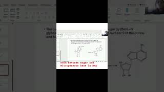 Glycosidic bond formed between Nitrogenous base and Sugar in DNA shorts [upl. by Paget]