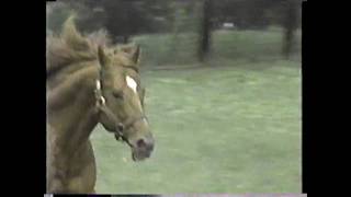 SECRETARIAT  Running From Within Click HD for best quality [upl. by Ashleigh48]