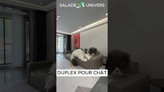 APPARTEMENT POUR ANIMAUX  animals chien chat [upl. by Ika]