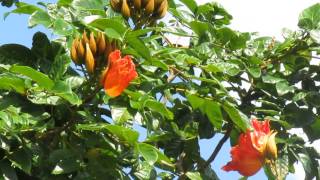 African Tulip Tree 2 [upl. by Bolling]