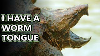 Snapping Turtle facts also alligator vs common snapping turtle  Animal Fact Files [upl. by Etennaej680]