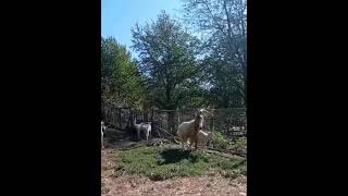 cabras en celo [upl. by Vil]