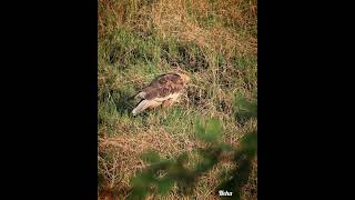 RoostingWestern marsh harrier fSurat Gujarat November 2024 [upl. by Pulchi]