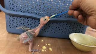 A Success Recipe for feeding Parakeet Chicks [upl. by Bonn587]