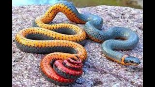 Taipan AustraliasExploring the Inland Taipan Australias Fierce Snake with the Deadliest Venom [upl. by Ittam71]