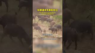 Lions surrounded by buffaloes獅群遭水牛反包圍 lion 野生動物 nature [upl. by Ahsieyt875]