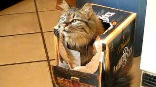 Luna my Maine Coon cat doing her beer box trick [upl. by Jehiel324]