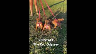 Red Staffordshire Bull Terrier Puppies [upl. by Nitsud]