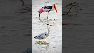 Twin birds birdslover naturephotography sidsriram shortvideo music [upl. by Brian]