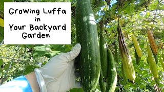 Growing Luffa in Your Backyard Garden [upl. by Blondell]