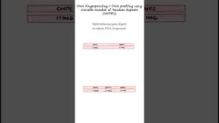 DNA profiling or DNA fingerprinting using RFLPs and VNTR probes genetics biology forensics [upl. by Beatriz226]