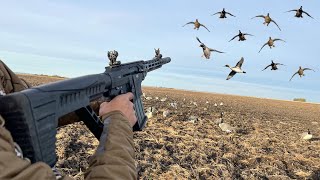 INSANE AR12 Shotgun Duck Hunting ALL DRAKE MIXED BAG [upl. by Gerius]