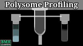 Polysome Profiling [upl. by Ative803]