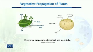 Vegetative Propagation of plants  Biodiversity amp EvolutionII  BT201Topic135 [upl. by Udele]