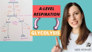 ALEVEL Respiration Step 1 GLYCOLYSIS Phosphorylation of glucose making TP and Pyruvate [upl. by Aerdno]