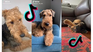 😍 Cutest Airedale Terrier 😂 Funny and Cute Airedale Terrier Puppies and Dogs Videos [upl. by Noma]